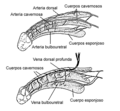 Deep artery of the penis