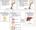 Hormonal regulation of growth