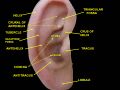 Auricle (anatomy)