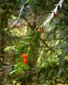 Taxus brevifolia in Blue Mountains, WA