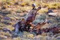Decomposing African buffalo skull in the Serengeti National Park