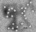 Canine Parvovirus