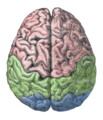 Cerebral lobes