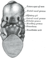 Intermaxillary_segment