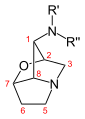 Loline core structure