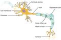 The Neuron
