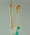 Fertilisation process