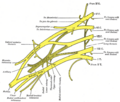 Medial cord