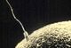 Sperm approaching egg