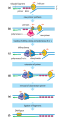 Steps in DNA synthesis