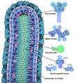 Ebola virus proteins