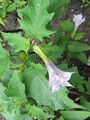 Datura stramonium plant