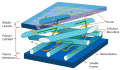 Diagram of a plant cell wall