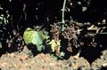 Phytoplasma
