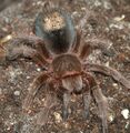 Grammostola rosea with hair patch