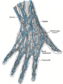 Superficial veins on the dorsum of the hand