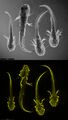 HCR-FISH visualization of collagen expression in P. waltl