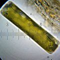 20110123 185042 Diatom