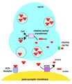 Mechanism of action of acetylcholinesterase