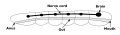 Bilaterian plan