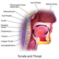 Tonsils and throat anatomy