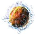 Lymphocyte T cell