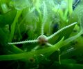 Brittlestar