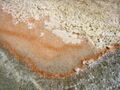 Fleur de sel crystals