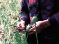Harvesting opium from poppies