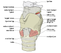 Diagram of the external larynx