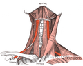 Musculus omohyoideus
