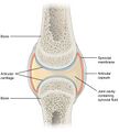 Synovial Joints