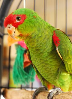 pet Red-spectacled Amazon in a parrot cage