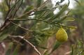 Citrus glauca fruit