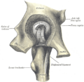 Transverse acetabular ligament