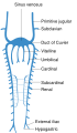 Common cardinal veins