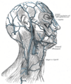 Gray's Anatomy illustration of the frontal vein