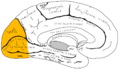 Diagram of the occipital lobe