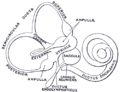 Gray's Anatomy illustration of the ductus reuniens