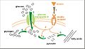 Insulin glucose metabolism