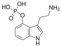 Norbaeocystin chemical structure