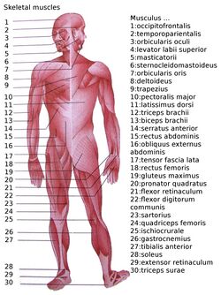 Skeletal muscles homo sapiens
