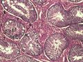 Histology of a boar testicle