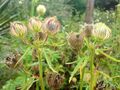 Hibiscus cannabinus leaves