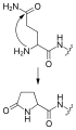 Formation of pyroglutamate