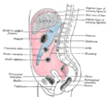 Coronary ligament