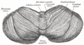 Anatomy of the cerebellum