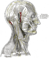 Mandibular nerve pathways