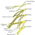 Diagram of the lumbar plexus