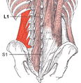 Quadratus lumborum muscle and its impact on the ribs